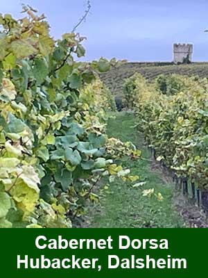 Fuchs Cuvée «J» trocken – Weinberge