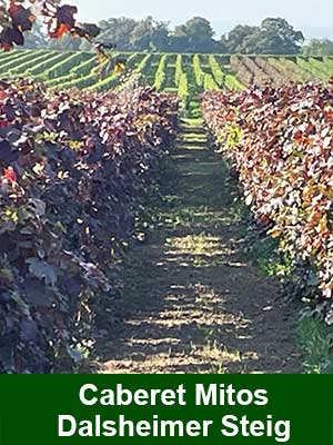 Fuchs Rotwein feinherb – Weinberge