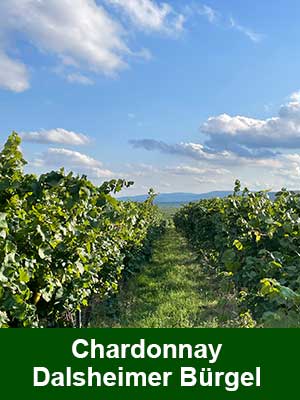 Chardonnay, histamingeprüft – Weinberge
