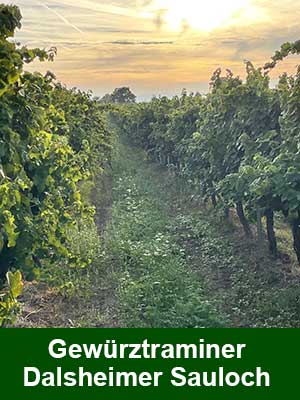 Gewuerztraminer «S» Sweet – Weinberge