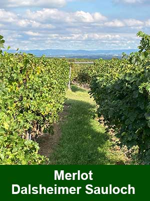Merlot feinherb – Weinberge