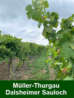 Fuchs Tradition Semi-Sweet – Weinberge