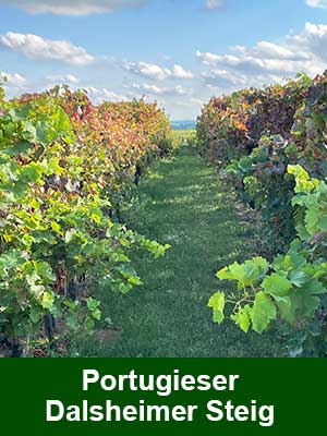 Fuchs Rubin trocken – Weinberge