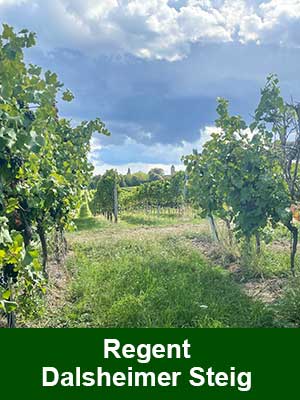 Fuchs Extra Regent edelsüß – Weinberge