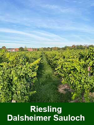 Riesling trocken – Weinberge