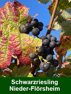 Schwarzriesling trocken – Weinberge