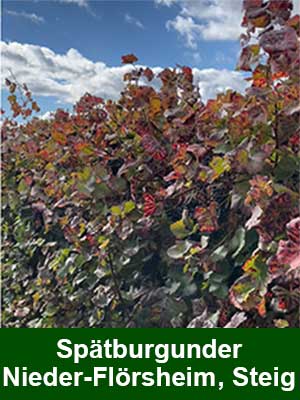 Spätburgunder Rosé trocken – Weinberge