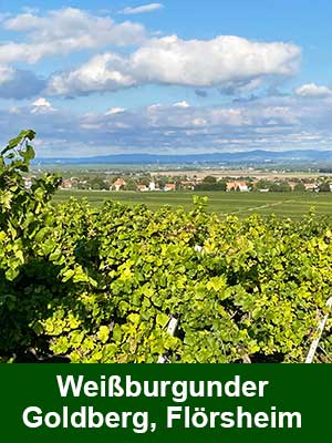 Pinot Blanc Dry – Weinberge