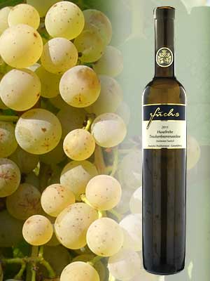 Huxelrebe Trocken­­­beeren­­­auslese edelsüß, histamingeprüft – Traube + Flasche