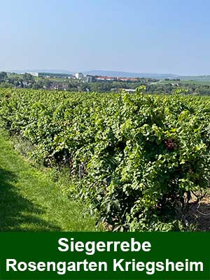 Sieger + Ortega Beerenauslese Noble Sweetness