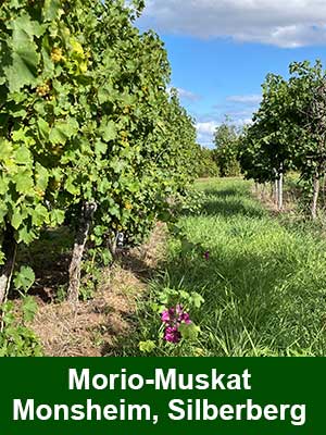 Morio-Muskat lieblich – Weinberge
