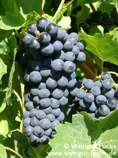 Reife Traube der Rotwein-Rebsorte Portugieser