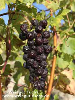 Reife Traube der Rotwein-Rebsorte Rosenmuskateller