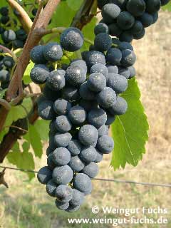 Reife Traube der Rotwein-Rebsorte Spätburgunder