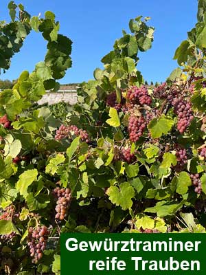 Gewuerztraminer «S» Sweet