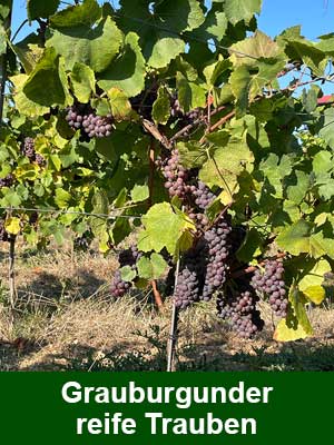 Grauer Burgunder feinherb