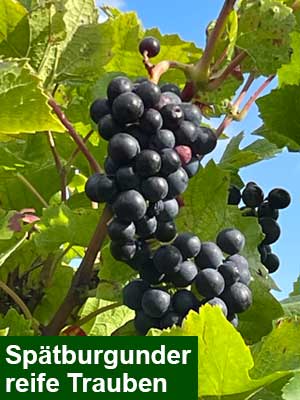 Spätburgunder Rosé trocken