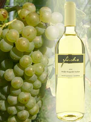 Pinot Blanc Dry – Traube + Flasche