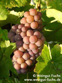 Reife Traube der Weißwein-Rebsorte Grauburgunder