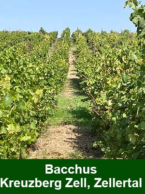 Bacchus Spätlese lieblich – Weinberge