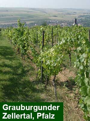 Grauer Burgunder feinherb – Weinberge