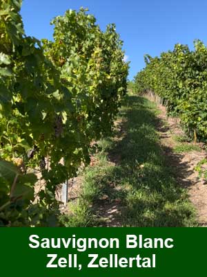 Traubenwässerchen – Weinberge